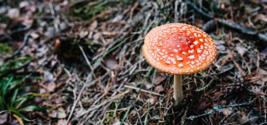 Magic-mushroom- the anti-depressant