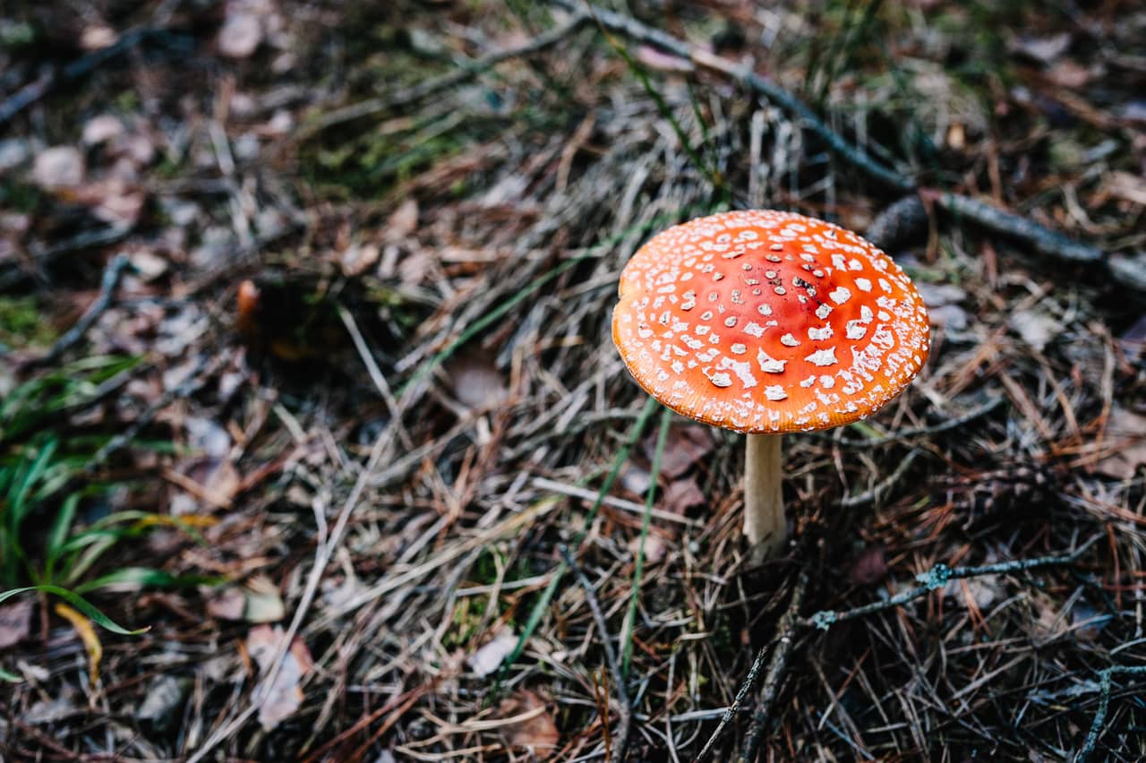 Magic-mushroom- the anti-depressant