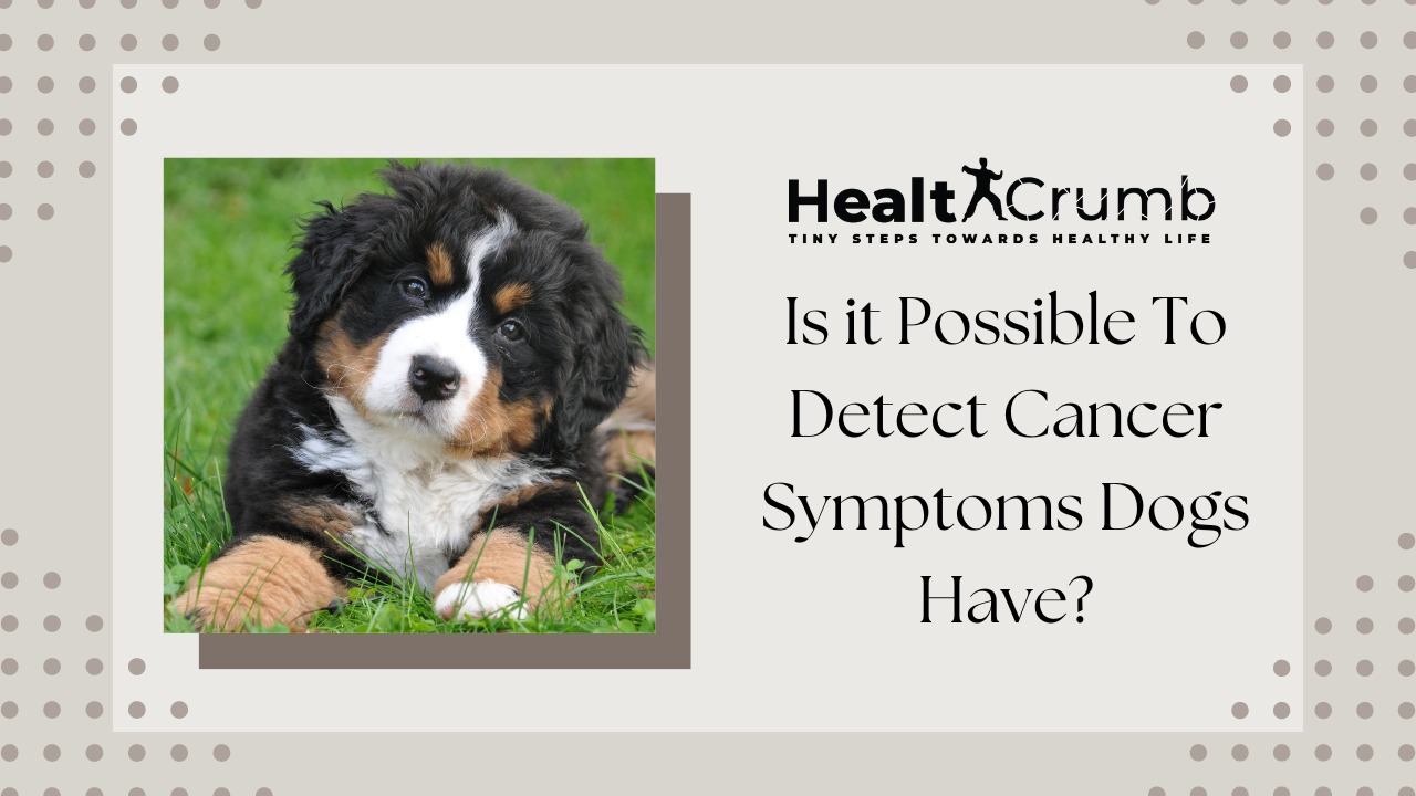 Is it Possible To Detect Cancer Symptoms Dogs Have?